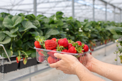 Close-up of hands holding a basket of red strawberries in a greenhouse. Harvesting strawberries