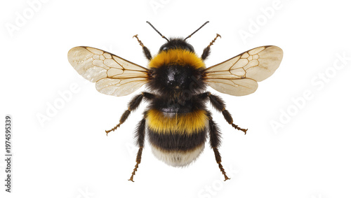 Fuzzy bumblebee with black and yellow stripes wings spread, isolated on transparent background