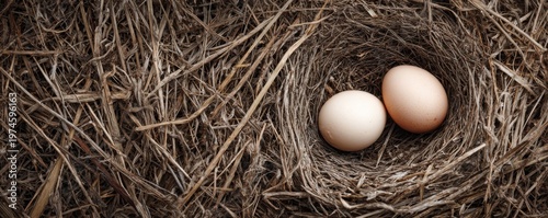 Two Chicken Eggs in Nest Top View Natural Organic Farm Concept