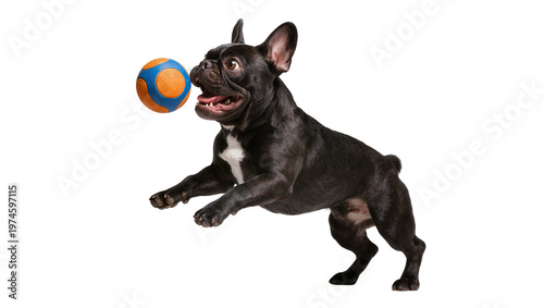 Картината върху платно Black French Bulldog jumping to catch a blue and orange ball, isolated on transp