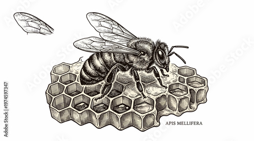 Bee on honeycomb Apis mellifera insect illustration