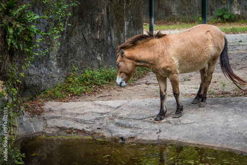 Endangered Przewalski Horse Drinking Water in Zoo
