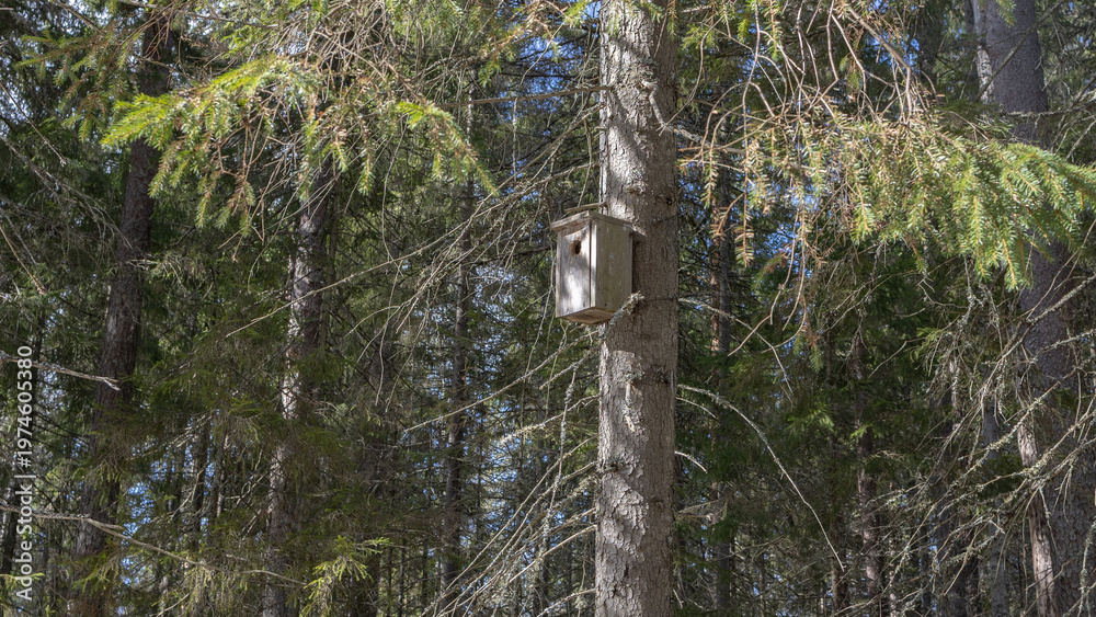 Fototapeta premium Wooden birdhouse attached to a pine tree in a dense forest setting