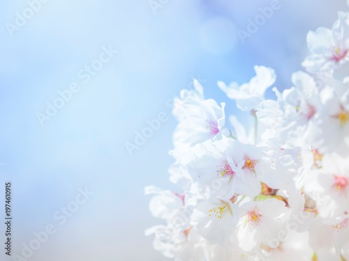 桜と青空。桜の花のある風景。満開の桜。透き通った花びらとふんわりボケた様子。明るい爽やかな雰囲気。春のイメージ。心象風景。