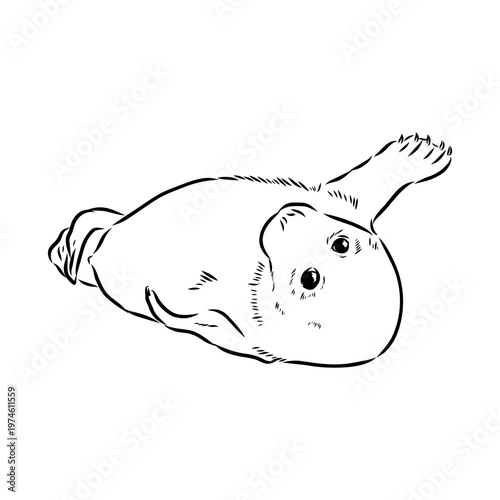 Baikal seal, vector sketch