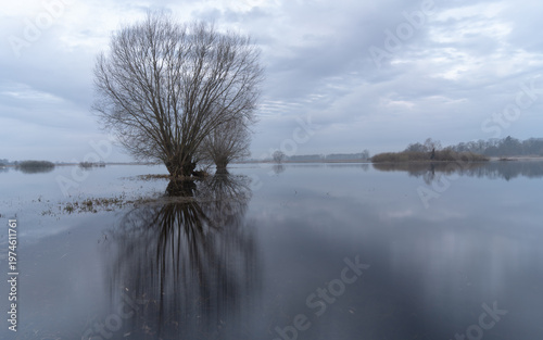 Quiet wetland with tree reflections and smooth water surface, Poland