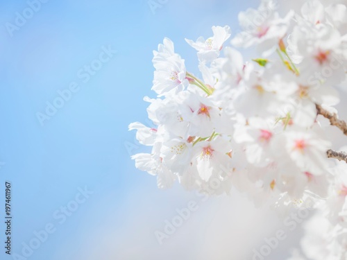 桜と青空。桜の花のある風景。満開の桜。透き通った花びらとふんわりボケた様子。明るい爽やかな雰囲気。春のイメージ。心象風景。