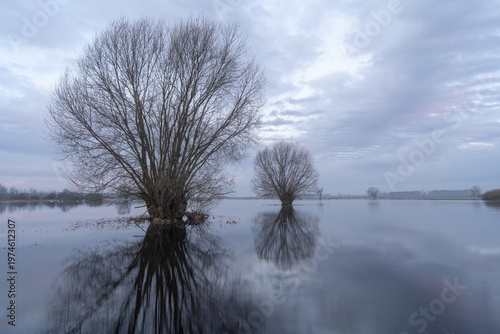 Minimalist flooded landscape with trees and reflections, calm morning in Poland