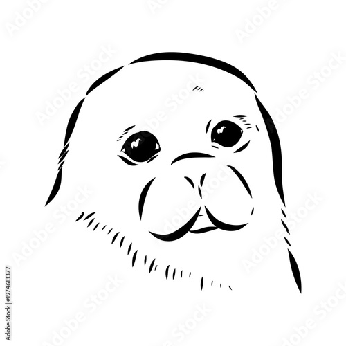Baikal seal, vector sketch
