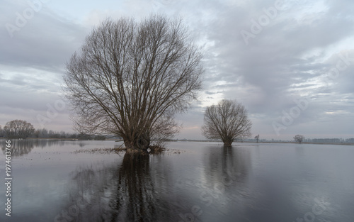 Solitary tree in flooded landscape with reflection, calm morning scene in Poland