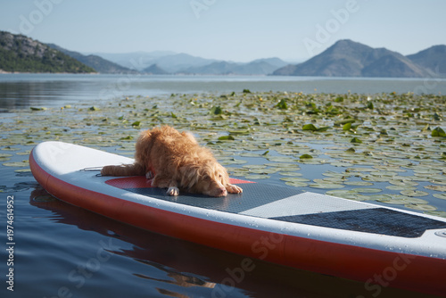 Schilderij op canvas A Nova Scotia Duck Tolling Retriever rests low on the board near floating green leaves