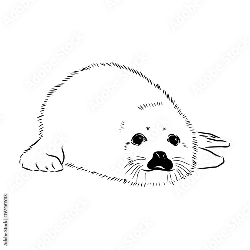 Baikal seal, vector sketch