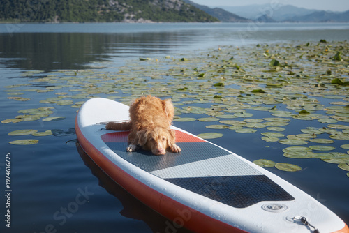 Photos A Nova Scotia Duck Tolling Retriever leans forward from the board to inspect lily-covered water