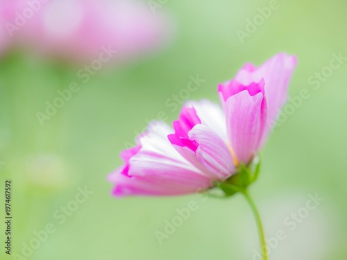 コスモス。ピンクのシーシェル。秋の公園や花壇を彩るコスモスのある風景。背景。自然風景素材。