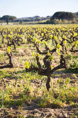Vineyards on a sunny afternoon. Wine is a famous local product. Pampelonne, Cote d'Azur, France.