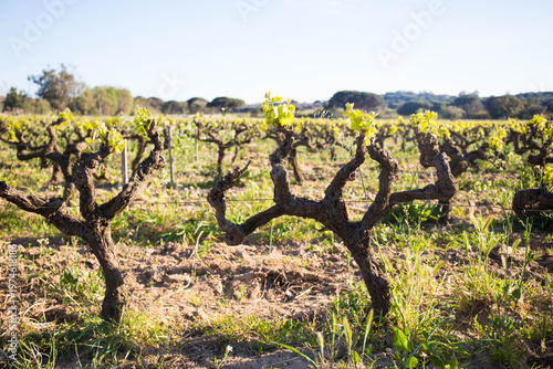 Vineyards on a sunny afternoon. Wine is a famous local product. Pampelonne, Cote d'Azur, France.