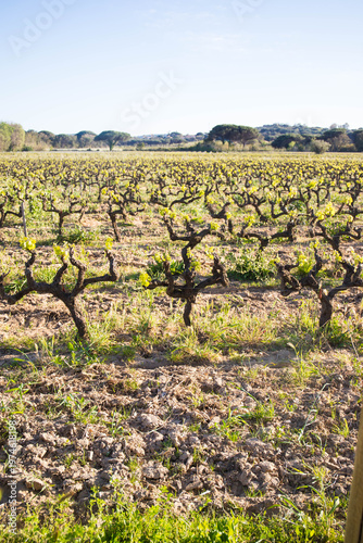 Tidy vineyards on a big field on a sunny afternoon. Wine is a famous local product. Pampelonne, Cote d'Azur, France.
