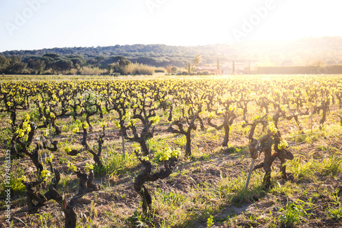 Tidy vineyards at golden hour with sunflare. Wine is a famous local product. Pampelonne, Cote d'Azur, France.