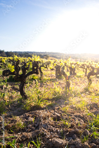 Vineyards background at golden hour. Pampelonne, Cote d'Azur, France.