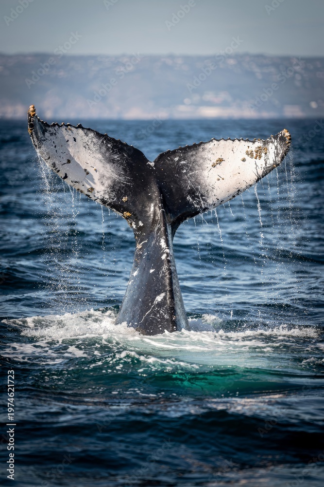Fototapeta premium Humpback Whale Tail Lifting Out of Deep Blue Ocean Water 