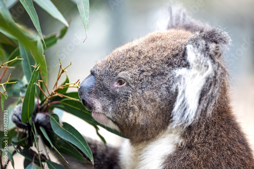 Photography Close-up portrait of an iconic brown furry Australian koala bear feeding on green eucalypt tree leaves