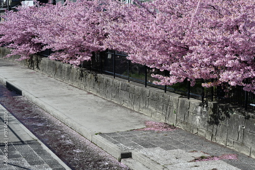 淀の河津桜
