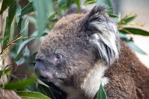 Photography Close-up portrait of an beautiful brown furry Australian koala bear feeding on green eucalypt tree leaves