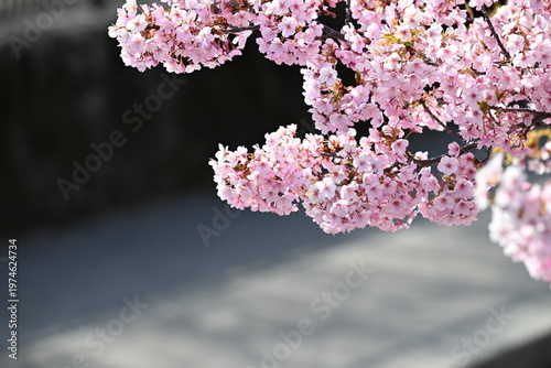 淀の河津桜