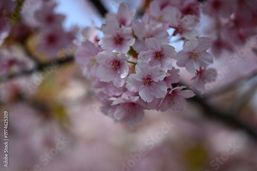 淀の河津桜