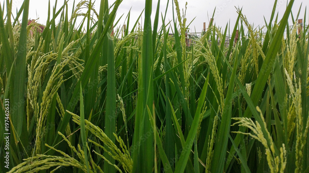 Fototapeta premium Close up of green paddy rice seeds in a lush field, representing agriculture, nature, and organic farming in a rural landscape.