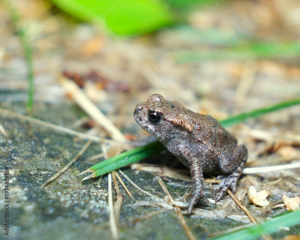 Obraz premium frog on the ground