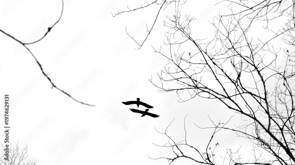Fototapeta premium Ravens in the skye