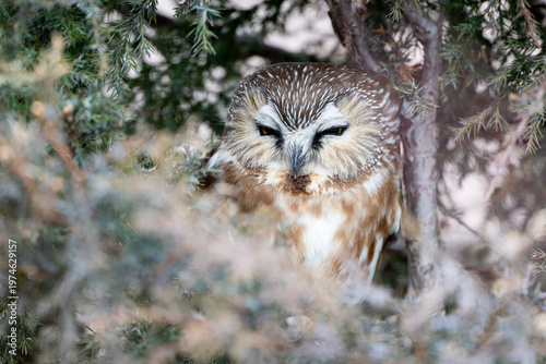Schilderij op canvas Northern saw whet owl nestled among evergreen branches, a hidden woodland portra
