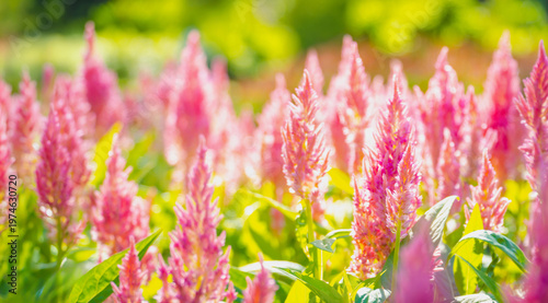 Vibrant pink Celosia Plumosa flowers blooming in a sunny summer garden, soft focus floral background, nature wallpaper concept.