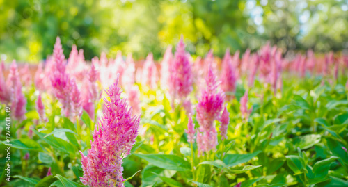 Vibrant pink Celosia Plumosa flowers blooming in a sunny summer garden, soft focus floral background, nature wallpaper concept.