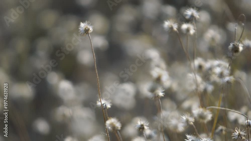 Delicate White Wildflowers in Blurry Natural Background