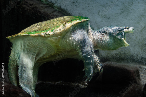 Fotografi Common snapping turtle with moss on the carapace opens the mouth in an aquarium