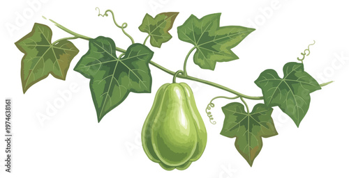 Chayote squash illustration on black background