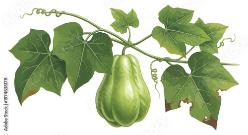 Chayote fruit and vine isolated on black background botanical illustration