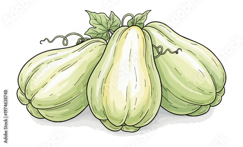 Three fresh green chayote squash fruits illustration