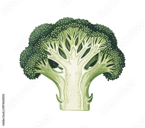 Broccoli cross section illustration isolated on black