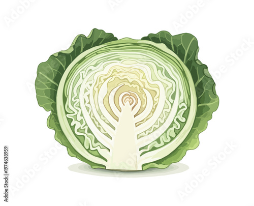 Cabbage cross section illustration on black background