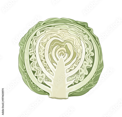Cabbage cross section vector illustration isolated on black background