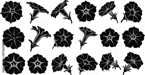 Black and white morning glory flower floral