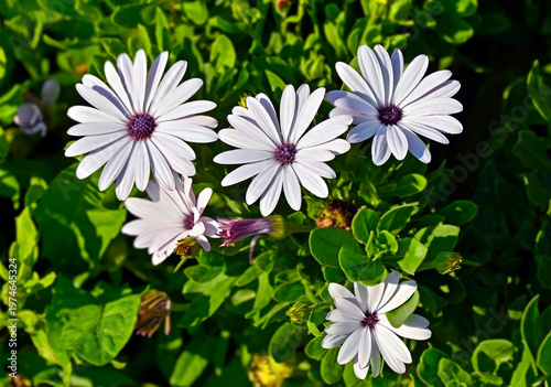 African daisies (Osteospermum)