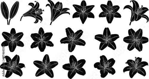 Black lily flowers and buds on white background