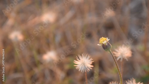 Tridax procumbens grass flower flowing from wind blow with butterfly and insect fly to feeding nectar on meadow in park