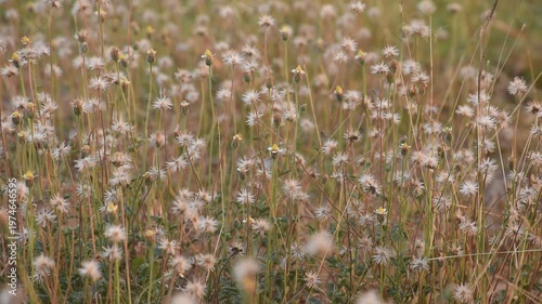 Tridax procumbens grass flower flowing from wind blow with butterfly and insect fly to feeding nectar on meadow in park