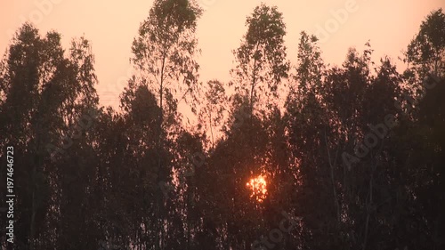 landscape of sun falling behind tree in sunset with orange twilight sky