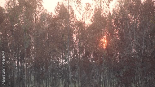 landscape of sun falling behind tree in sunset with orange twilight sky